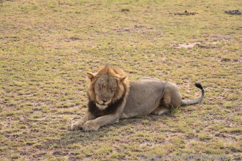 Lion Tracking Lion Tracking
