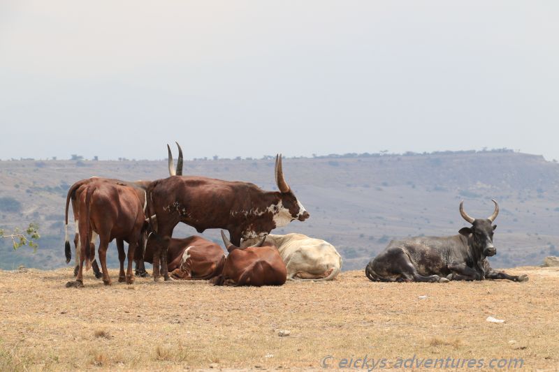 Ankole Rinder in Katwe Ankole Rinder in Katwe