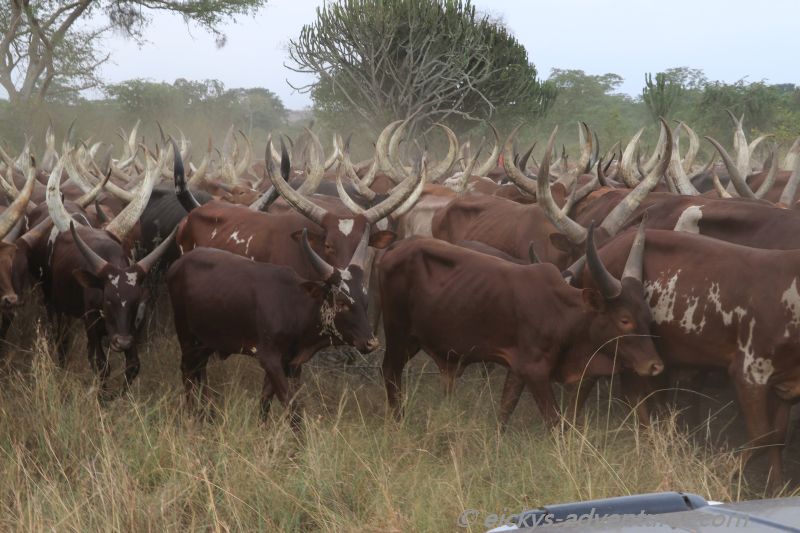 umzingelt von Ankole Rindern umzingelt von Ankole Rindern
