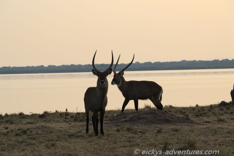 Wasserböcke am Lake George Wasserböcke am Lake George