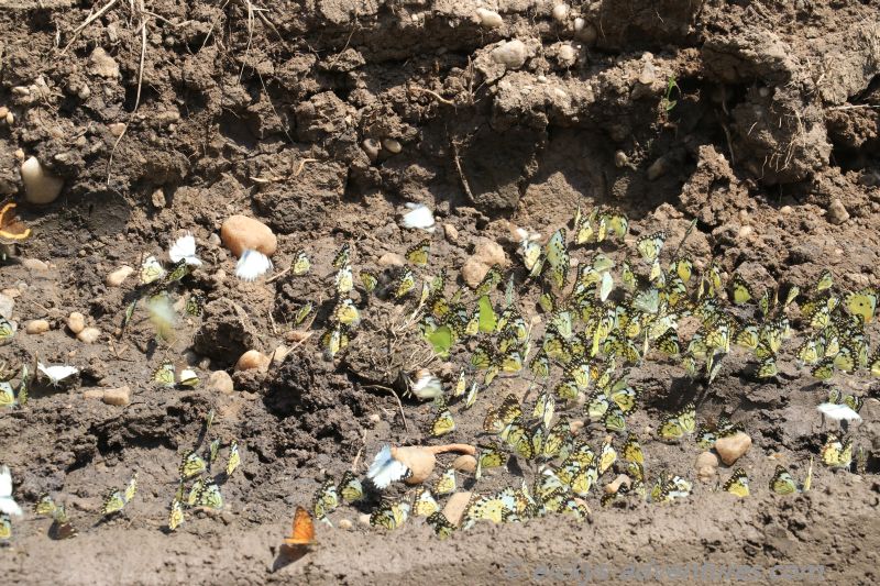 auf der Straße Richtung Ishasha: Schmetterlinge auf der Straße Richtung Ishasha: Schmetterlinge