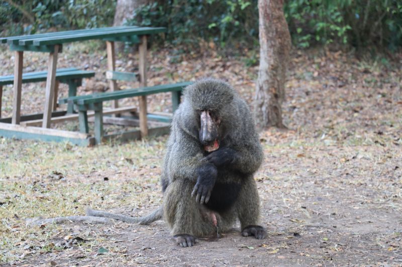 Besuch auf der Campsite Besuch auf der Campsite