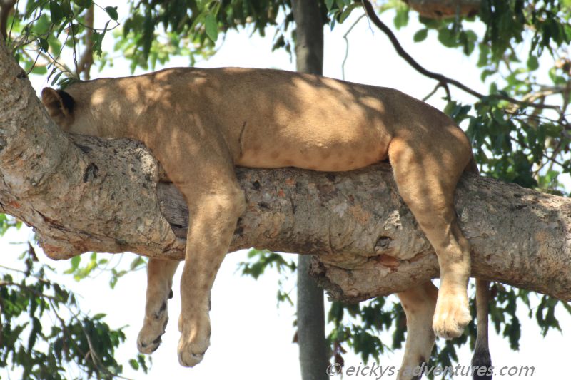 Baumlöwen im Ishasha Baumlöwen im Ishasha