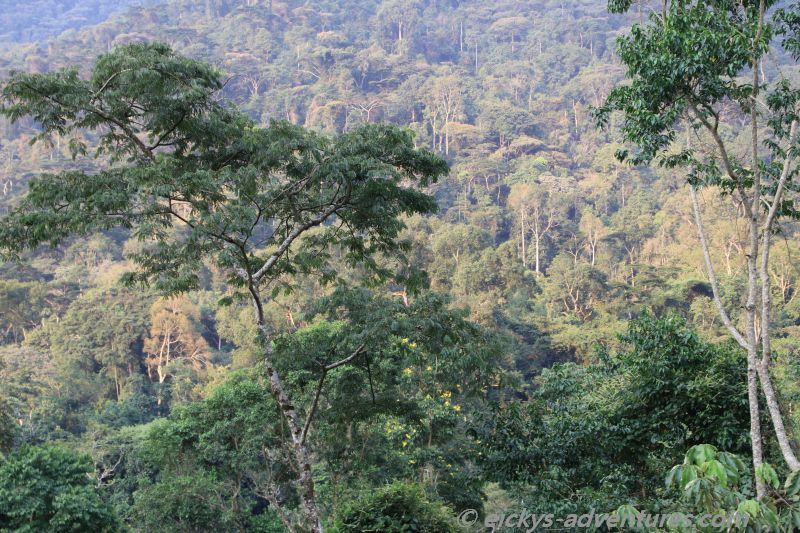 Blick von der Terrasse im Buhoma Community Rest Camp Blick von der Terrasse im Buhoma Community Rest Camp