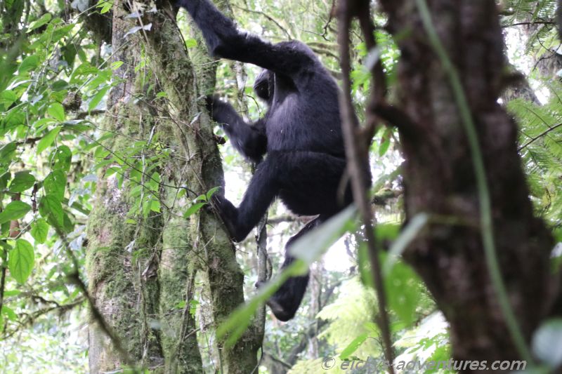 auf die Bäume auf die Bäume