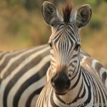 Zebras im Lake Mburo National Park