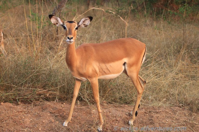 Impalas im Lake Mburo National Park Impalas im Lake Mburo National Park