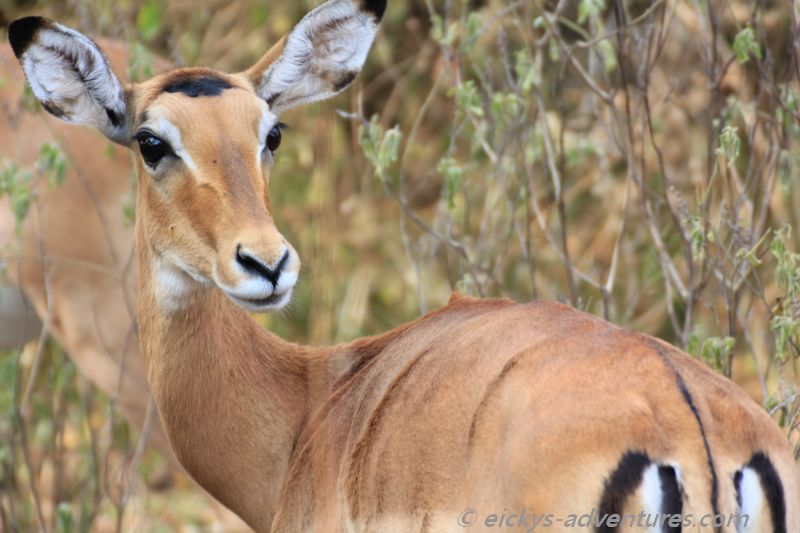 Impalas im Lake Mburo National Park Impalas im Lake Mburo National Park