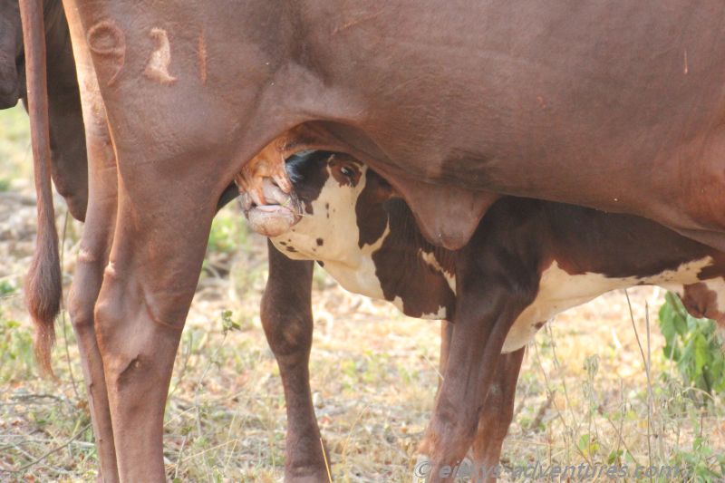 Ankole Rinder Ankole Rinder