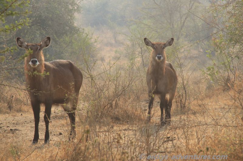 große Wasserböcke große Wasserböcke