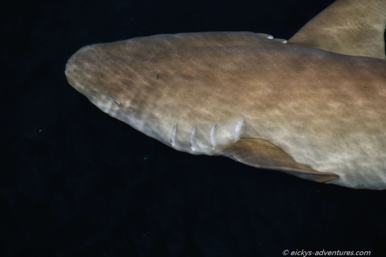 Ammenhai hinter unserem Schiff Ammenhai hinter unserem Schiff