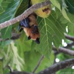 Impressionen von Mamagili: Fledermaus mit Brotfrucht