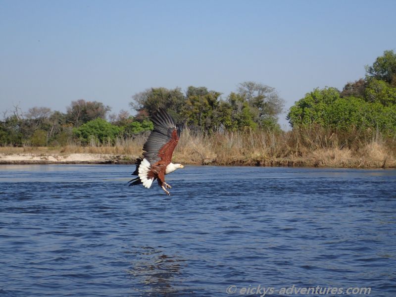 African Fish Eagle im Okavango Delta