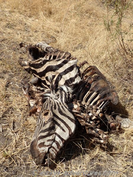 totes Zebra totes Zebra