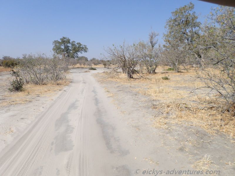 im Moremi Game Reserve im Moremi Game Reserve