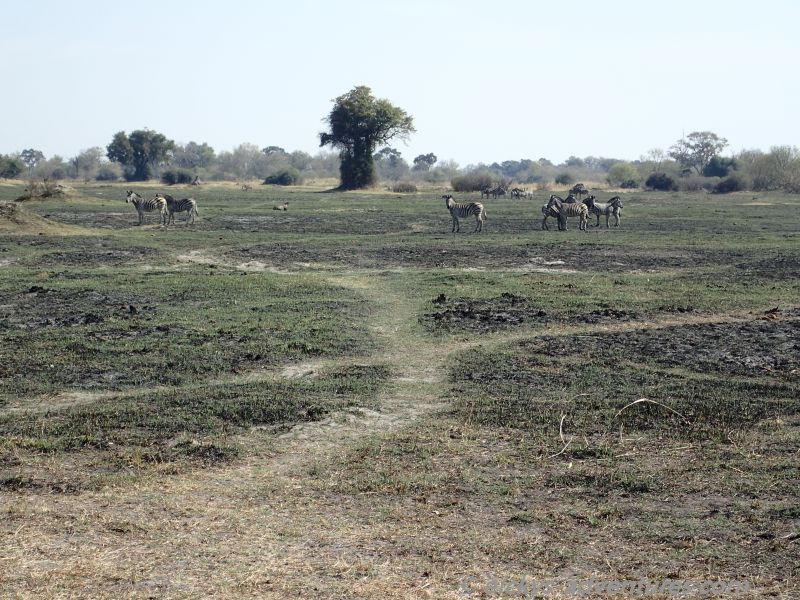 Zebras im Moremi Game Reserve Zebras im Moremi Game Reserve
