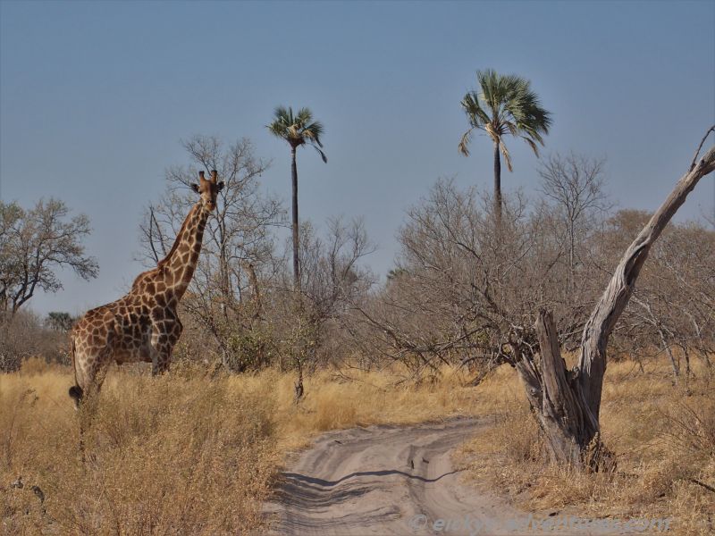 im Moremi Game Reserve im Moremi Game Reserve