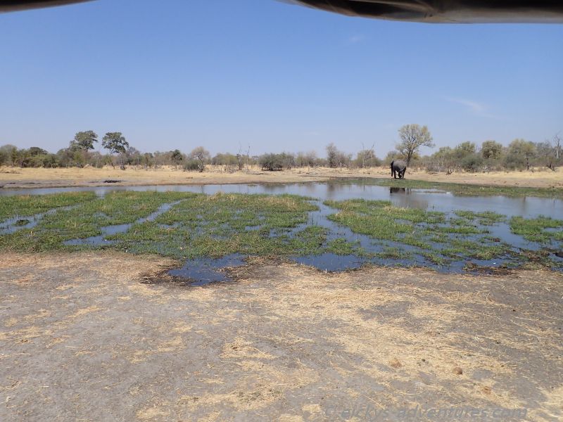 zwischen Moremi und Chobe zwischen Moremi und Chobe