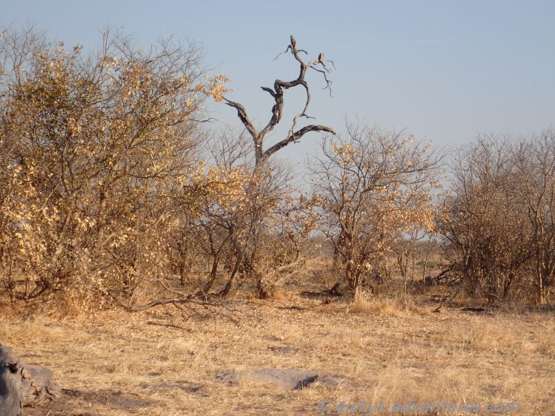 zwischen Moremi und Chobe zwischen Moremi und Chobe
