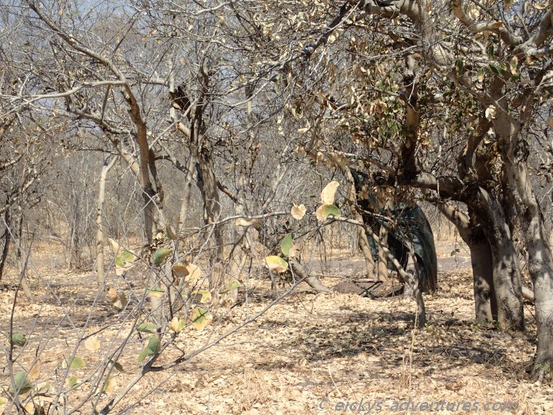 die Dusche die Dusche