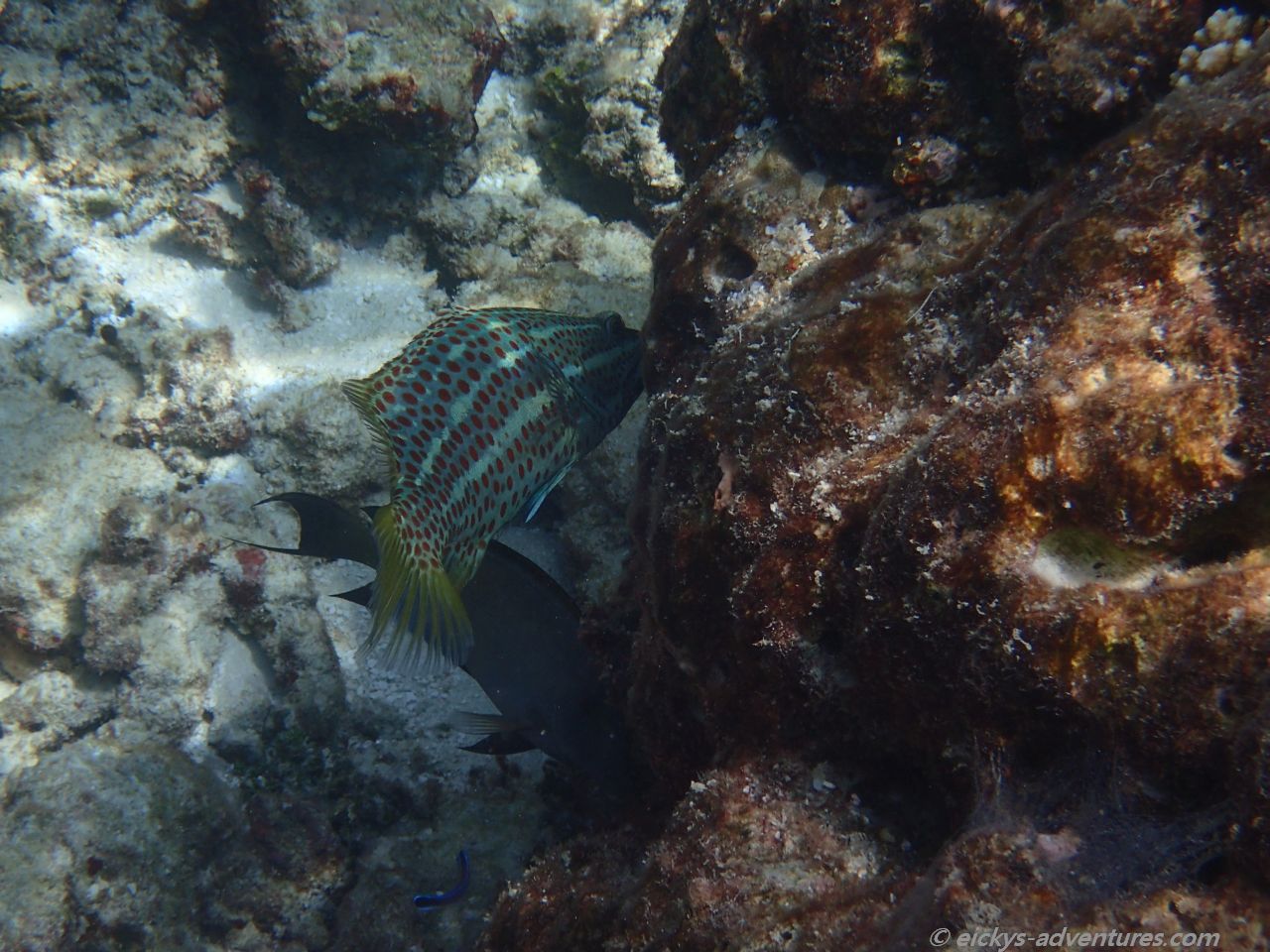 Unterwasserwelt an der Sandbank Kalhuhuraa Unterwasserwelt an der Sandbank Kalhuhuraa