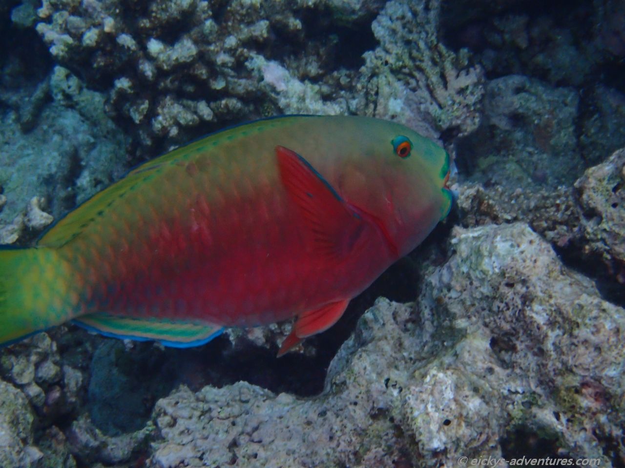 Unterwasserwelt an der Sandbank Alimatha: Papageifisch Unterwasserwelt an der Sandbank Alimatha: Papageifisch