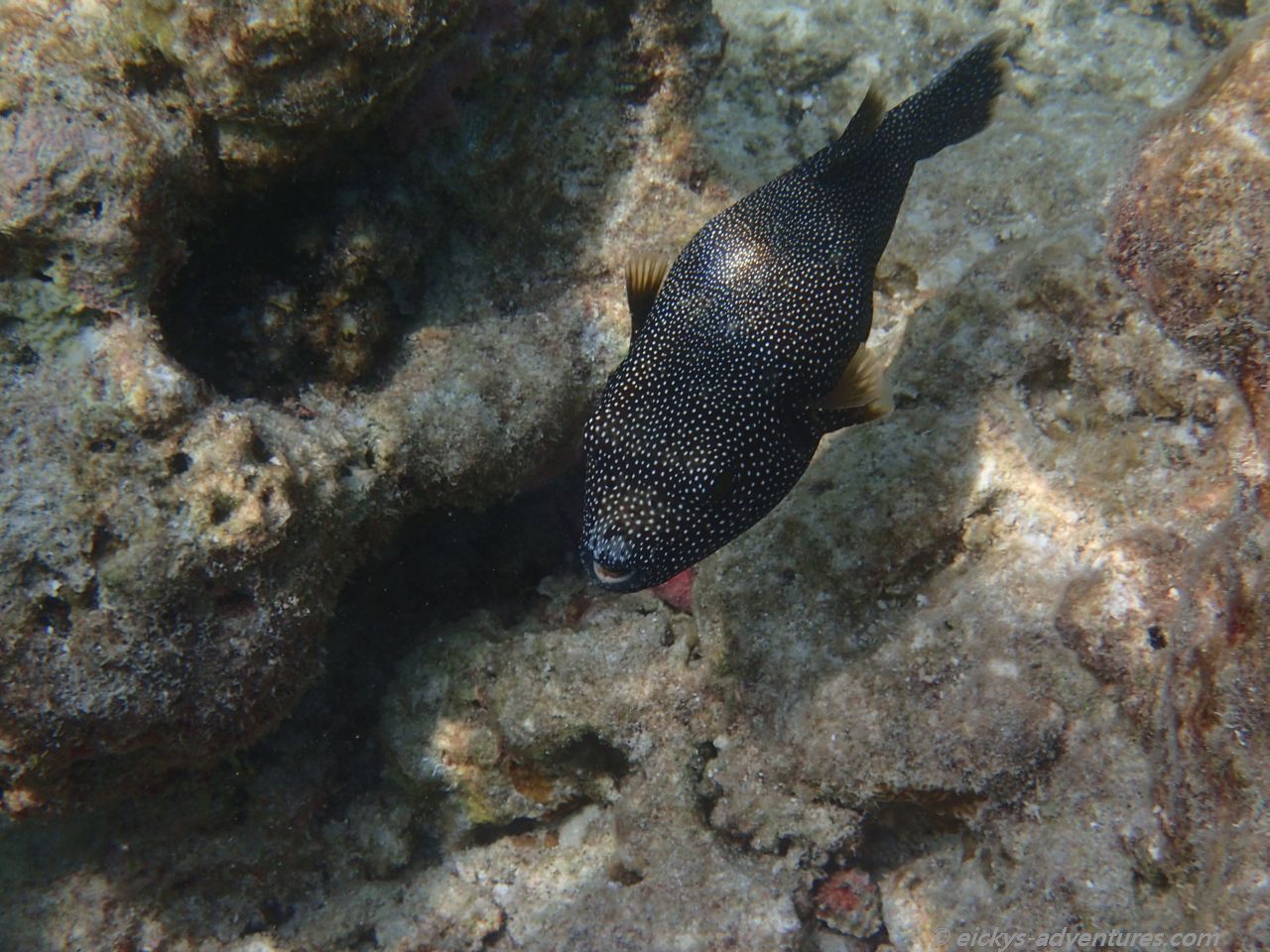 Schnorcheln auf den Malediven: Kofferfisch Schnorcheln auf den Malediven: Kofferfisch