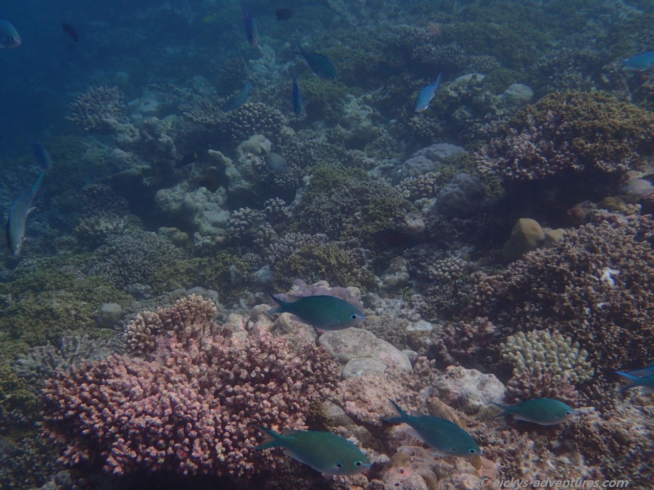Unterwasserwelt an der Sandbank Oshagalhi Unterwasserwelt an der Sandbank Oshagalhi
