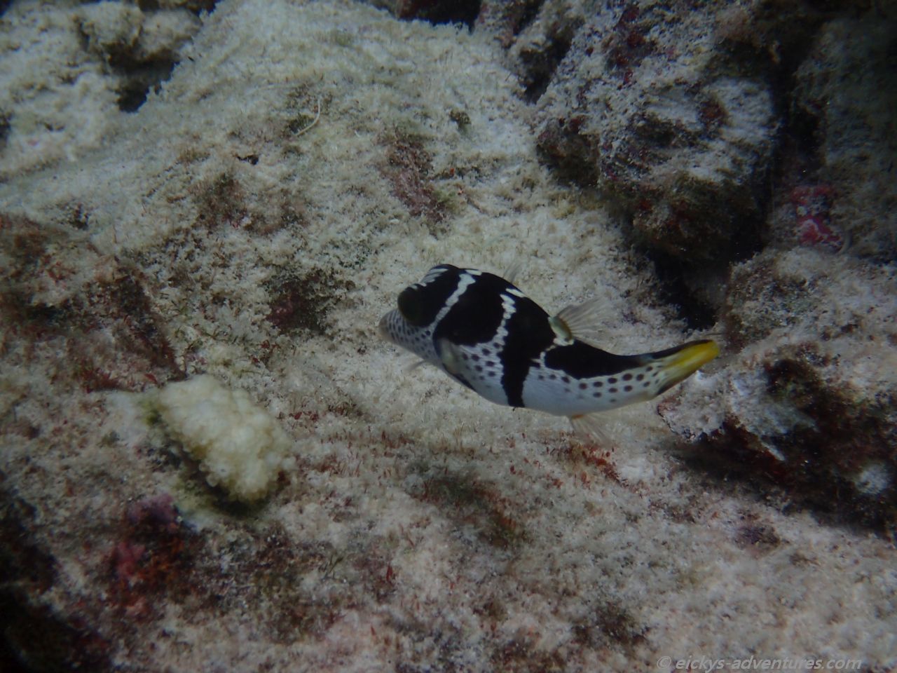 Unterwasserwelt an der Insel Ariadhoo Unterwasserwelt an der Insel Ariadhoo