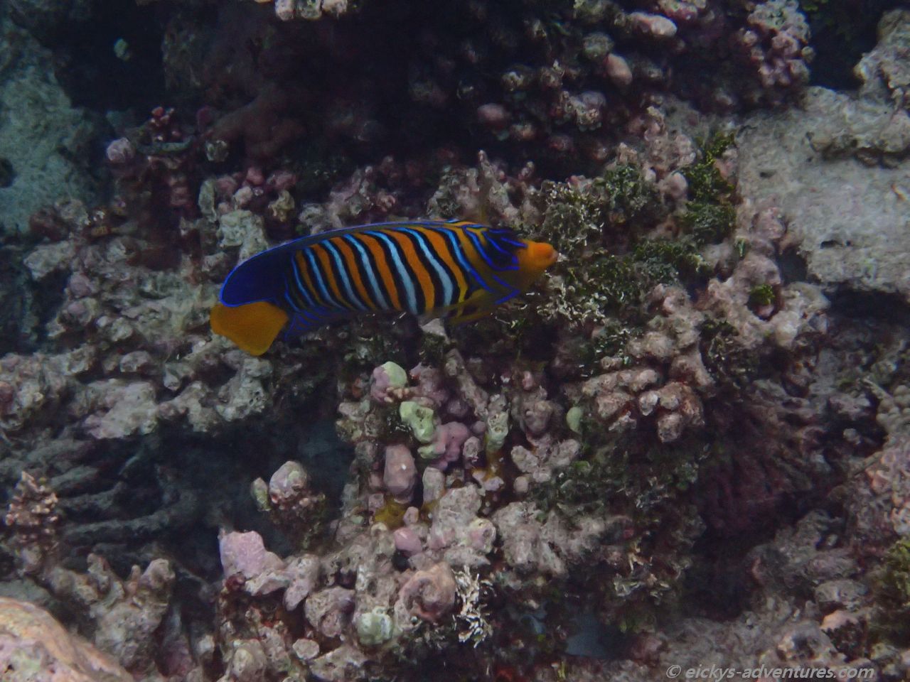 Unterwasserwelt an der Insel Hurasdhoo Unterwasserwelt an der Insel Hurasdhoo