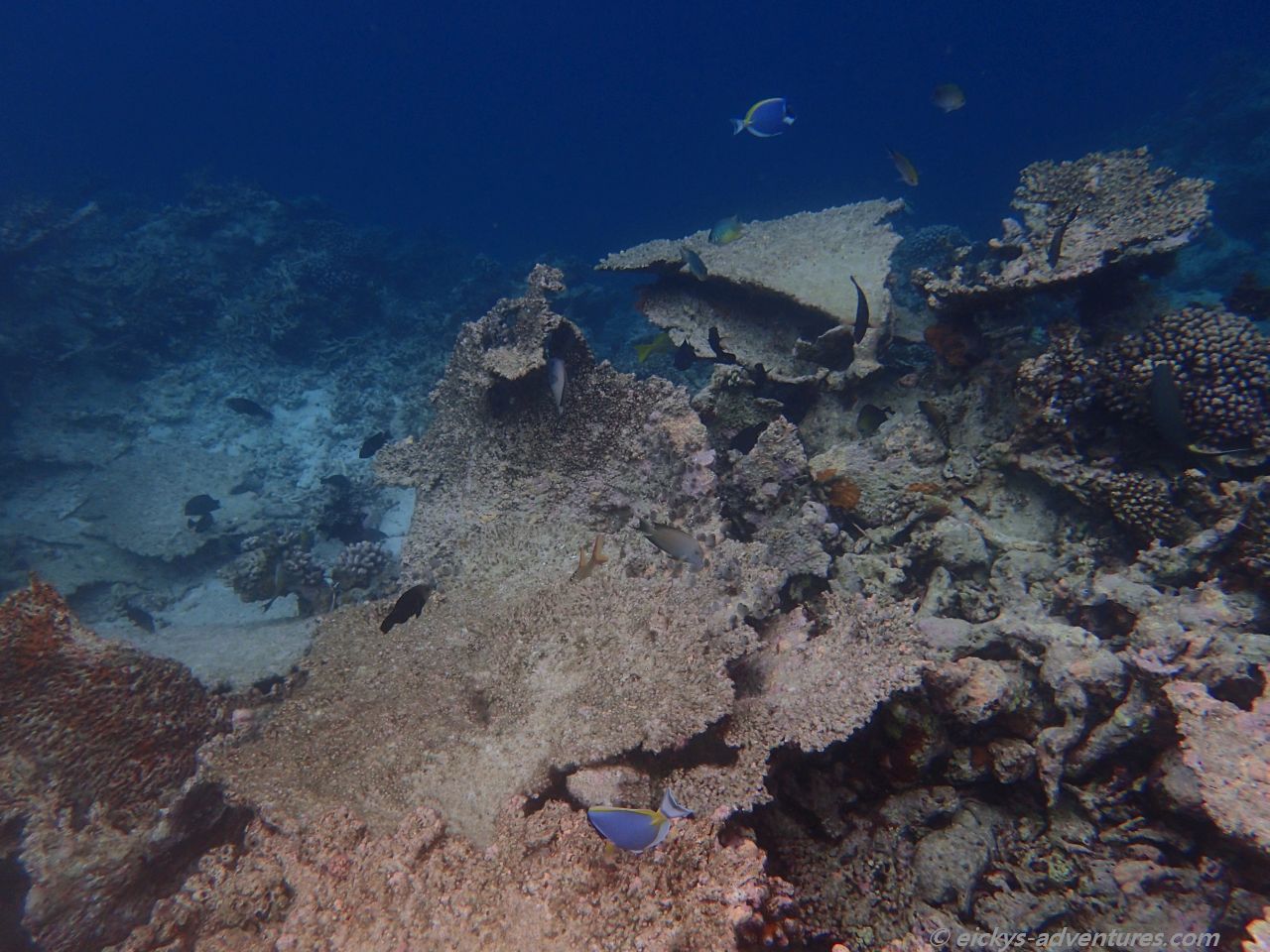 Unterwasserwelt an der Insel Hurasdhoo Unterwasserwelt an der Insel Hurasdhoo