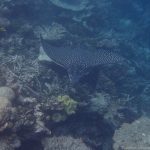 Unterwasserwelt an der Insel Hurasdhoo: Adlerrochen