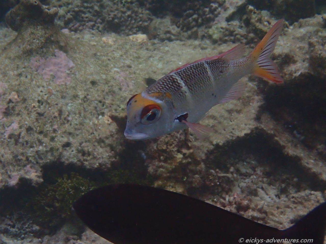Unterwasserwelt an der Insel Hurasdhoo Unterwasserwelt an der Insel Hurasdhoo