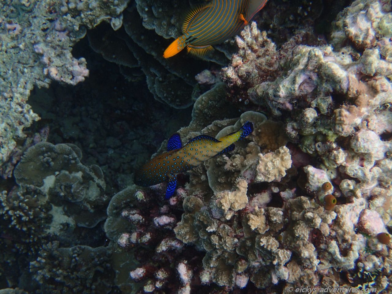 Unterwasserwelt an der Picknick-Insel Raiydhigaa Unterwasserwelt an der Picknick-Insel Raiydhigaa