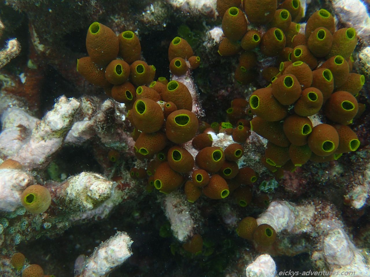 Unterwasserwelt an der Picknick-Insel Raiydhigaa Unterwasserwelt an der Picknick-Insel Raiydhigaa