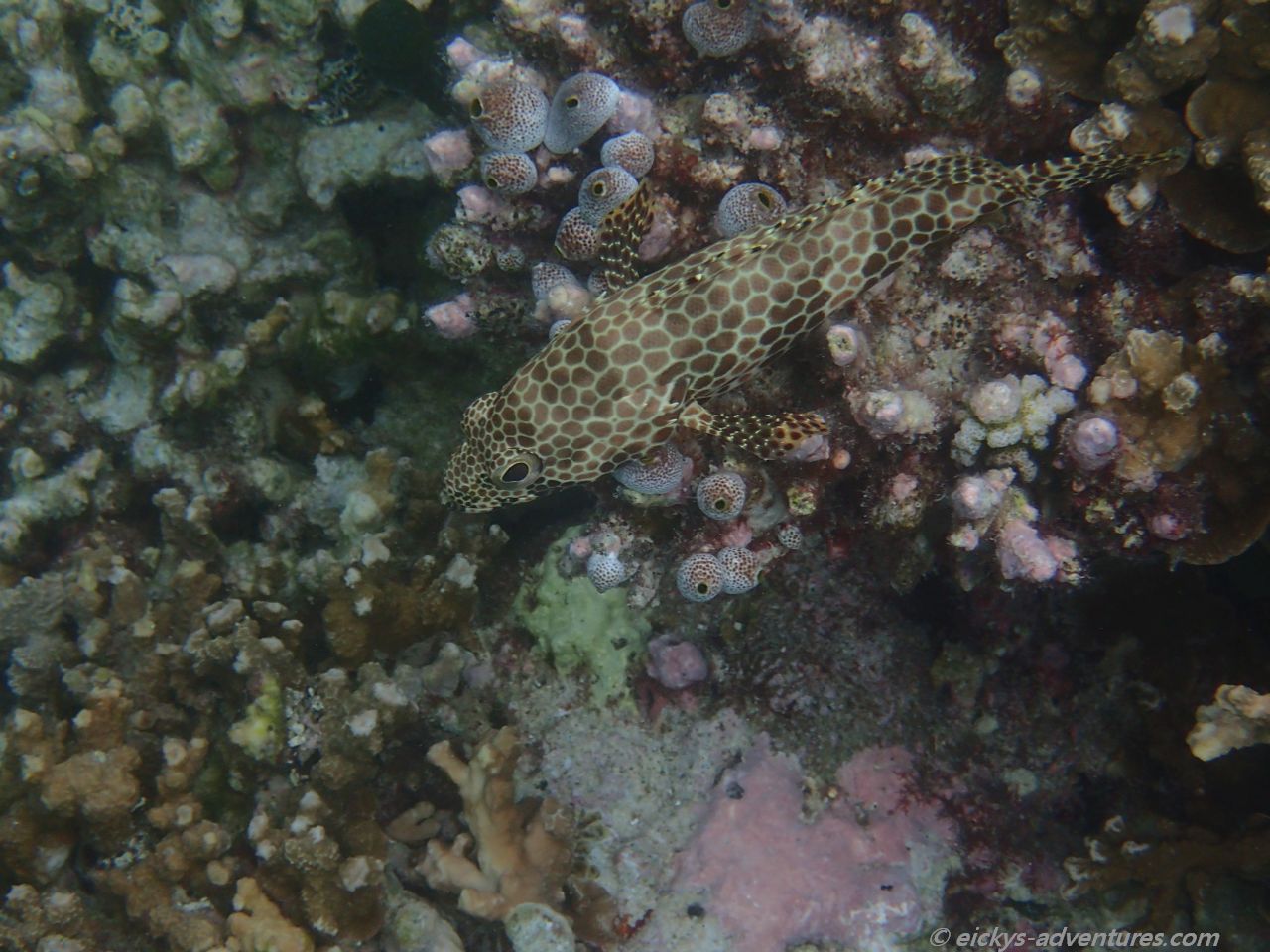 Unterwasserwelt an der Picknick-Insel Raiydhigaa Unterwasserwelt an der Picknick-Insel Raiydhigaa