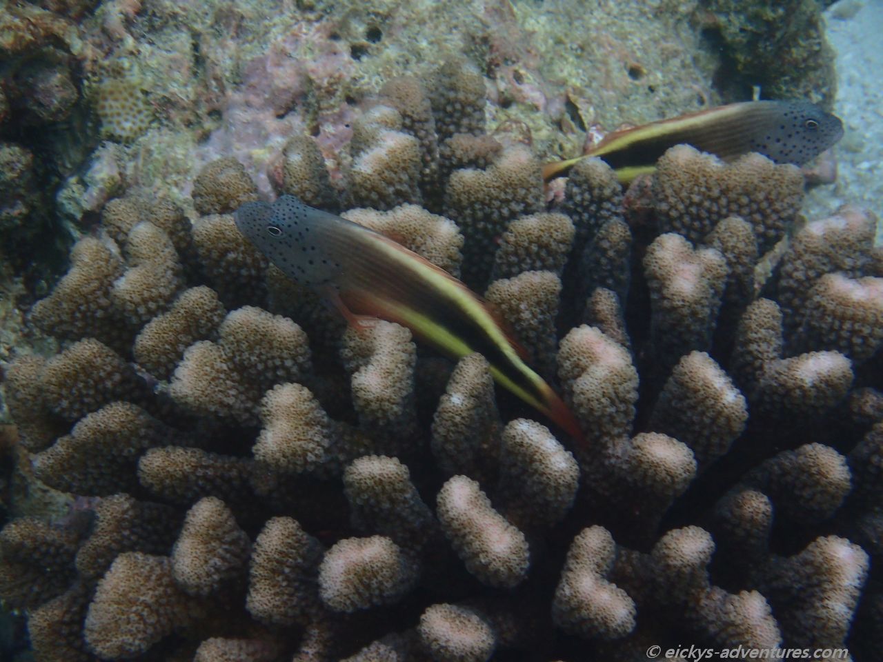Unterwasserwelt am Resort Malahini Kuda Bandos Unterwasserwelt am Resort Malahini Kuda Bandos