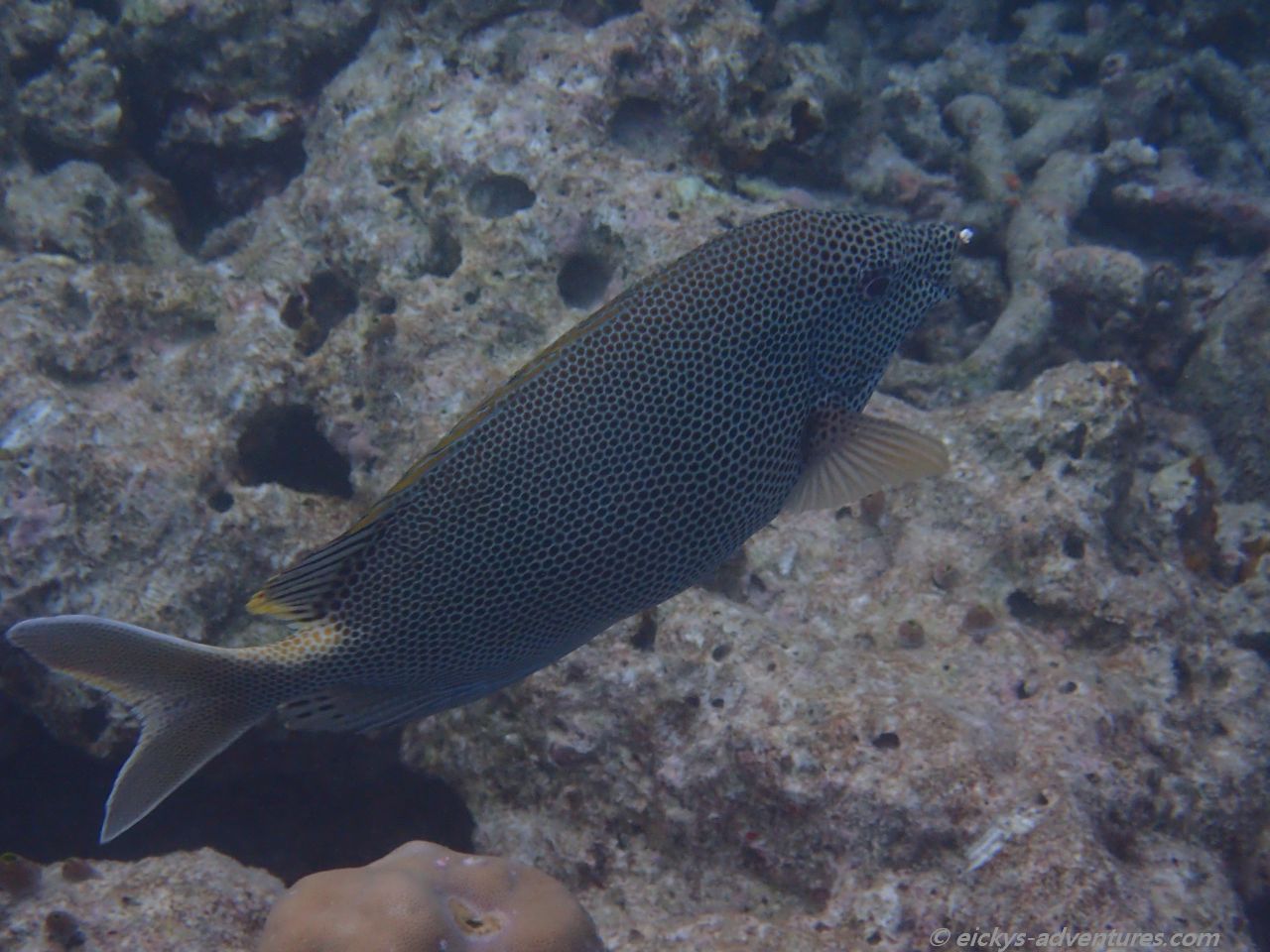 Unterwasserwelt am Resort Malahini Kuda Bandos Unterwasserwelt am Resort Malahini Kuda Bandos