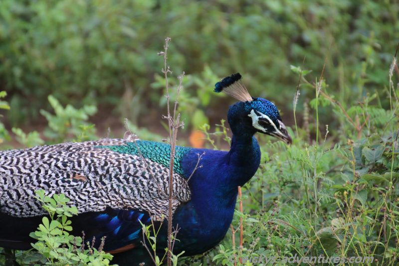 Pfau im Uda Walawe Nationalpark Pfau im Uda Walawe Nationalpark