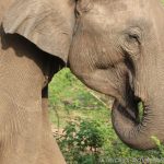 Elefant im Uda Walawe Nationalpark