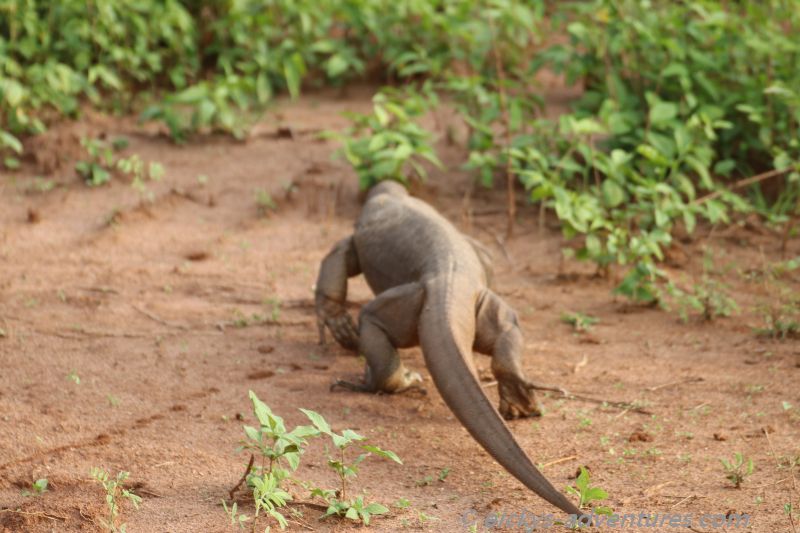 Waran im Uda Walawe Nationalpark Waran im Uda Walawe Nationalpark