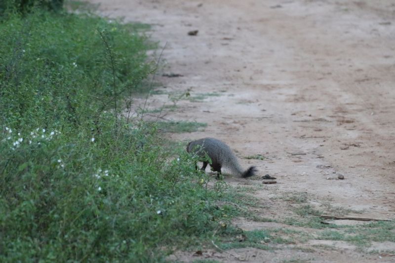 Mungo im Uda Walawe Nationalpark Mungo im Uda Walawe Nationalpark