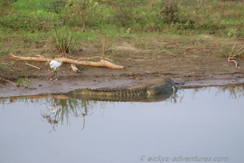 Vogel und Krokodil im Uda Walawe Nationalpark Vogel und Krokodil im Uda Walawe Nationalpark