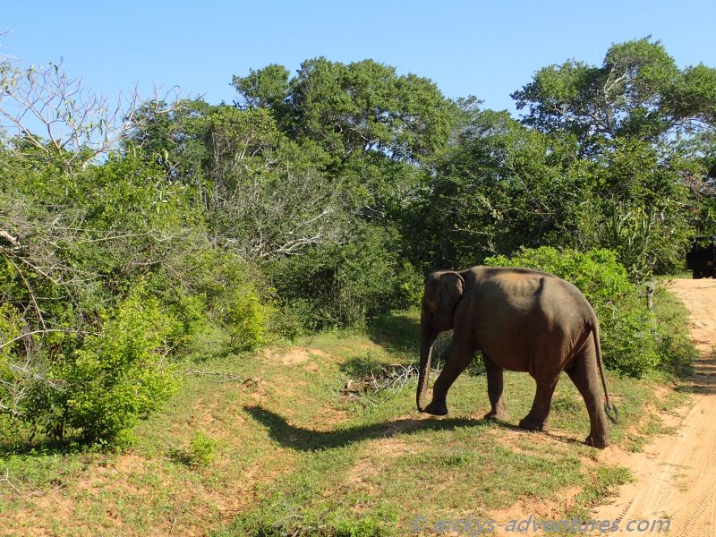 Elefant im Yala Nationalpark Elefant im Yala Nationalpark