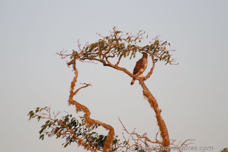 Adler im Yala Nationalpark Adler im Yala Nationalpark