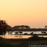 Büffel in der Morgenröte im Yala Nationalpark