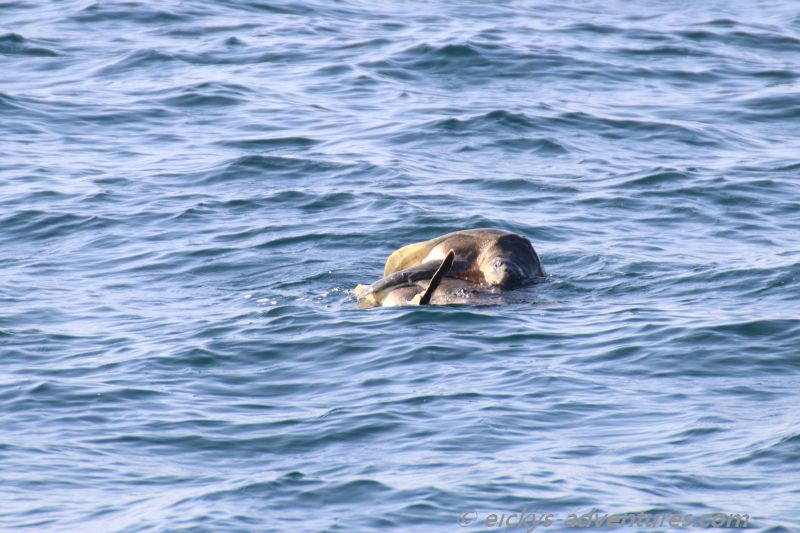 Turtle Watching Turtle Watching