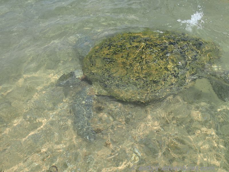 Schildkröte von oben Schildkröte von oben