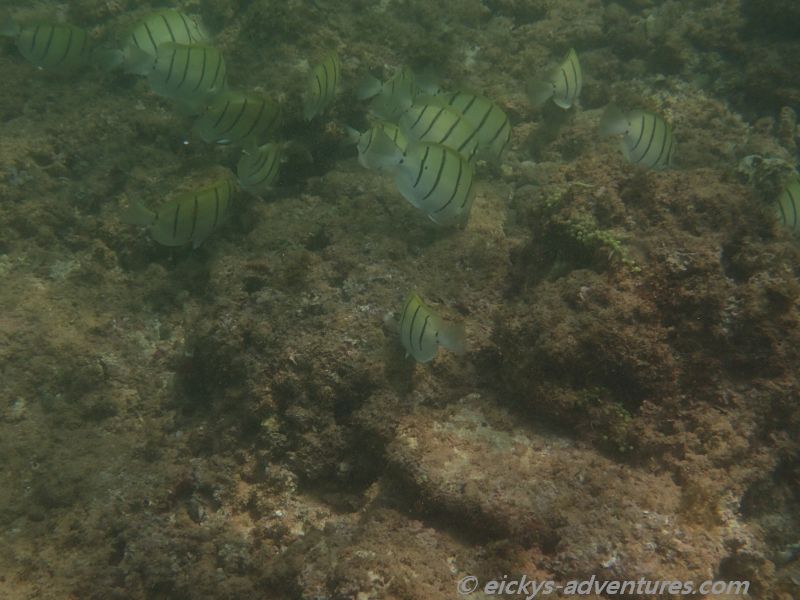 Schnorcheln in Hikkaduwa Schnorcheln in Hikkaduwa