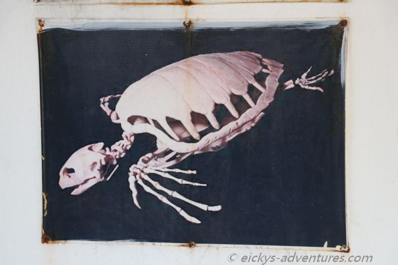 Sea Turtle Hatchery Peraliya Sea Turtle Hatchery Peraliya